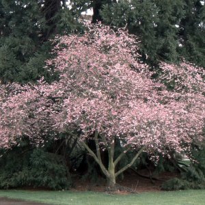 Prunus subhirtella, Višňa chĺpkatá ´AUTUMNALIS ROSEA´, kont. C15L, výška: 200-250 cm (-30°C)